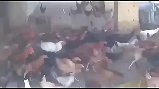 Botando as A galinha pra correr escola Estadual MuriaÃ©_-MG